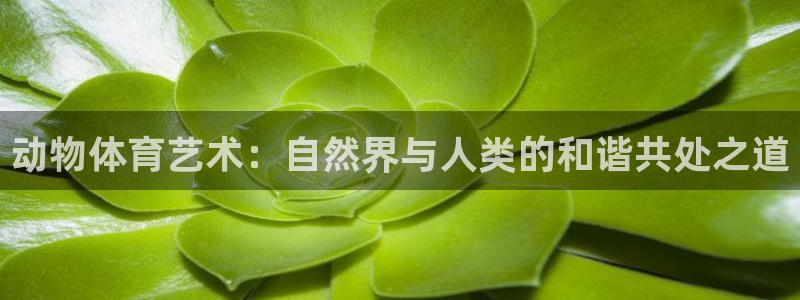 意昂F凯捷2官网
